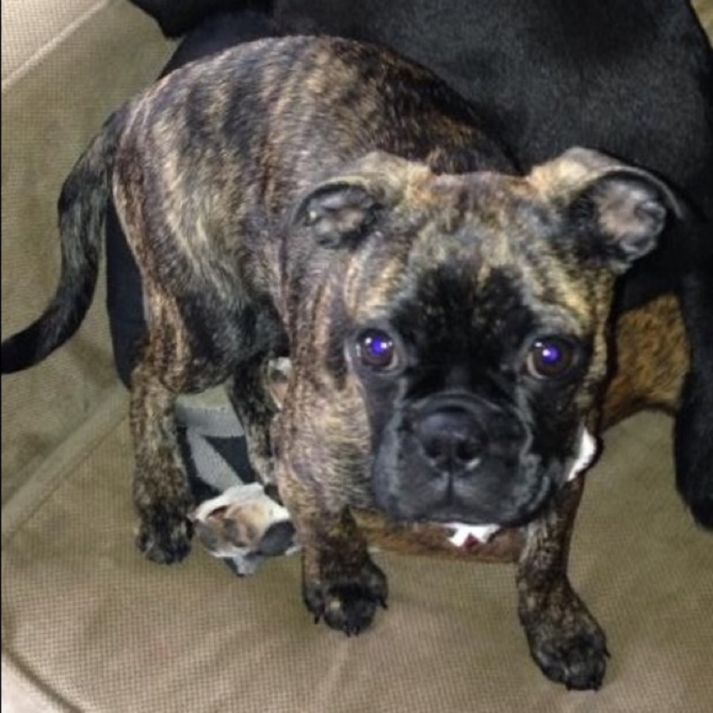 Meet your Posher Raffydogs - Picture 3 of 7